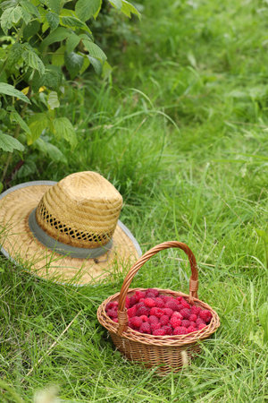 Wicker basket with ripe raspberries and straw hat on green grass outdoors