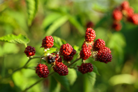 Unripe blackberries growing on bush outdoors, closeup