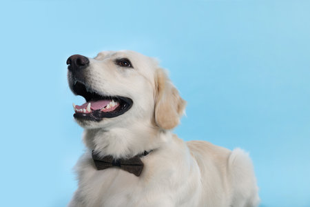 Cute Labrador Retriever with stylish bow tie on light blue backgroundの写真素材