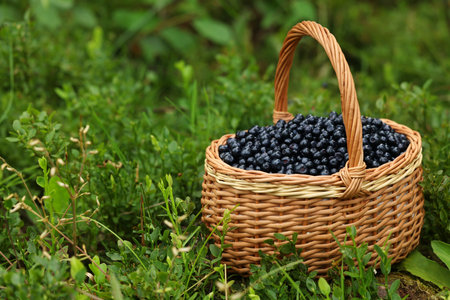 Wicker basket with bilberries on green grass outdoors, space for textの写真素材