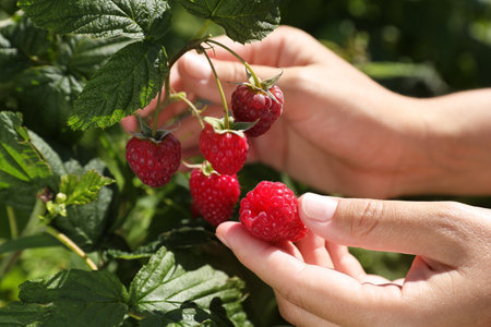 Woman picking ripe raspberries from bush outdoors, closeupの写真素材