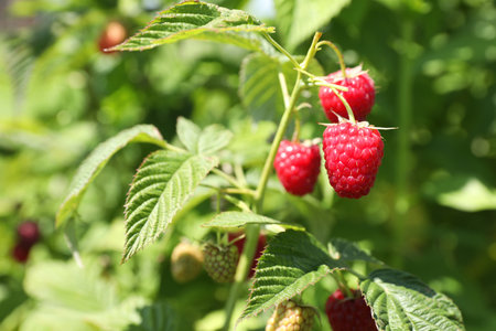 Red raspberries growing on bush outdoors, closeup