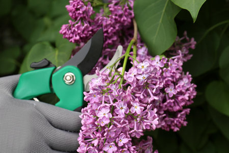 Gardener pruning lilac branch with secateurs outdoors, closeup