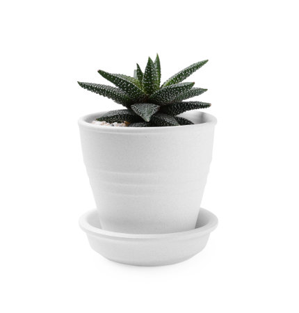 Beautiful succulent plant in pot isolated on whiteの写真素材