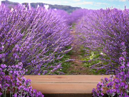 Wooden deck among blooming lavender field. Space for textの写真素材