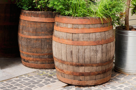 Traditional wooden barrels and green plants outdoorsの写真素材