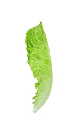 Fresh leaf of green romaine lettuce isolated on whiteの写真素材