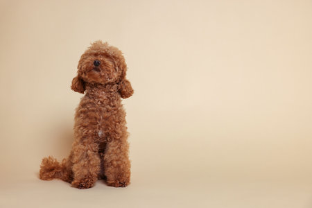 Cute Maltipoo dog on beige background, space for text. Lovely petの写真素材