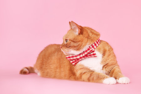 Cute cat with bow tie on pink backgroundの写真素材
