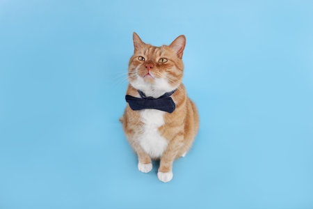 Cute cat with bow tie on light blue backgroundの写真素材