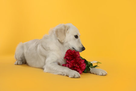 Cute Labrador Retriever with beautiful peony flowers on yellow backgroundの写真素材