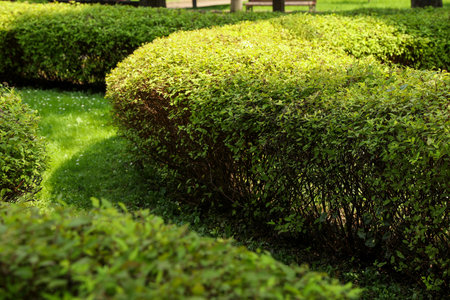 Green hedge growing in park. Gardening and landscapingの写真素材