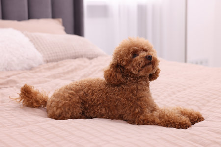 Cute Maltipoo dog on soft bed at home. Lovely petの写真素材
