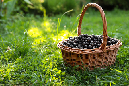 Ripe blackcurrants in wicker basket on green grass. Space for textの写真素材