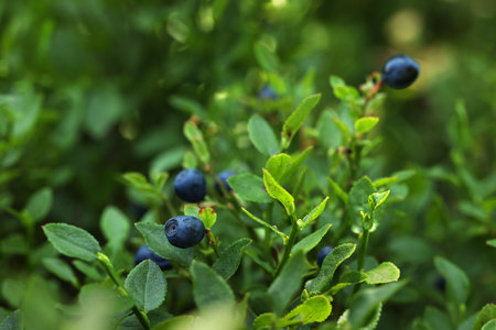 Ripe bilberries growing in forest, closeup. Seasonal berriesの写真素材