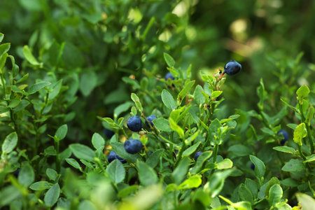 Ripe bilberries growing in forest, closeup. Seasonal berriesの写真素材
