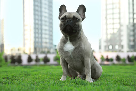 Cute French bulldog on green grass outdoors., space for text. Lovely petの写真素材