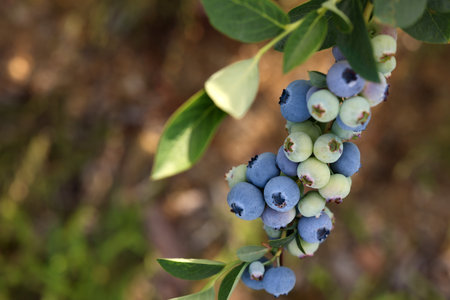 Wild blueberries growing outdoors, closeup and space for text. Seasonal berriesの写真素材