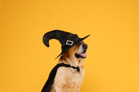 Cute Labrador Retriever dog in black cloak and hat on orange background. Halloween celebration