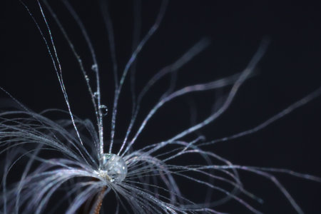 Seeds of dandelion flower with water drops on black background, macro photoの写真素材