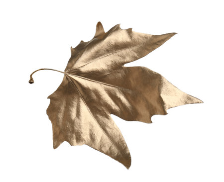 One golden maple leaf isolated on white. Autumn seasonの写真素材