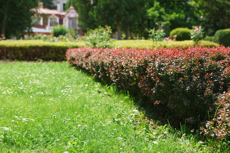 Shrubs of beautiful plants growing in garden, space for text. Landscape designの写真素材