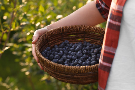 Woman with wicker basket of fresh blueberries outdoors, closeup. Seasonal berriesの写真素材