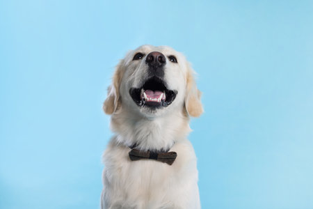Cute Labrador Retriever with stylish bow tie on light blue background