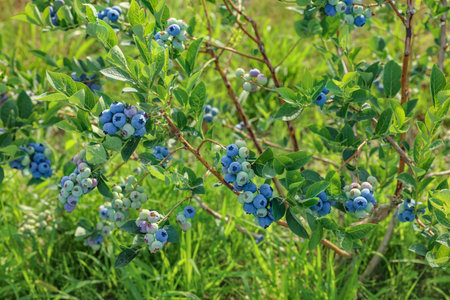 Bush of wild blueberry with berries growing outdoorsの写真素材