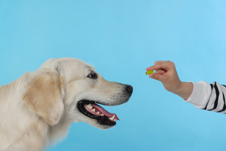 Woman giving pill to cute Labrador Retriever dog on light blue background, closeupの写真素材