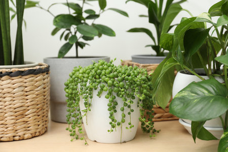Many green potted houseplants on wooden table, closeupの写真素材