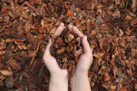 Woman holding bark chips in garden, top viewの写真素材