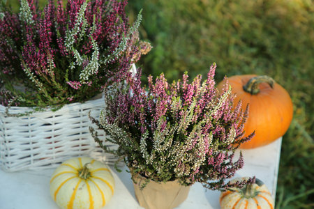 Beautiful heather flowers and pumpkins on white table outdoorsの写真素材