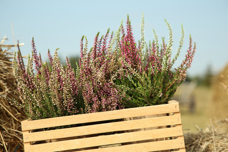 Beautiful heather flowers in crate on hay outdoorsの写真素材