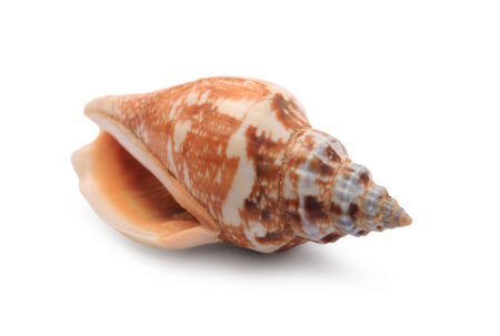 Beautiful seashell isolated on white. Beach objectの写真素材