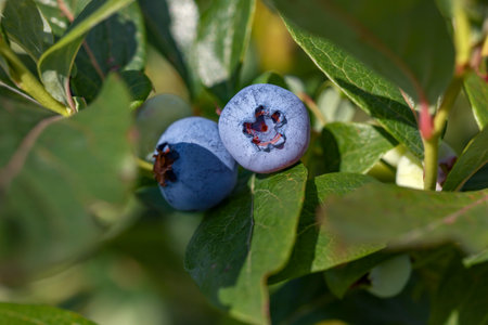 Wild blueberries growing outdoors, closeup. Seasonal berriesの写真素材