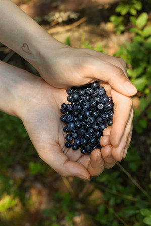 Woman holding bilberries outdoors, top view. Seasonal berriesの写真素材