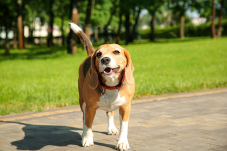 Cute Beagle on walkway in park. Dog walking