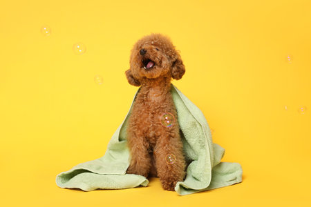 Cute Maltipoo dog wrapped in towel and soap bubbles on orange backgroundの写真素材