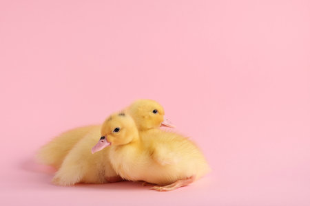 Baby animals. Cute fluffy ducklings sitting on pink background, space for textの写真素材