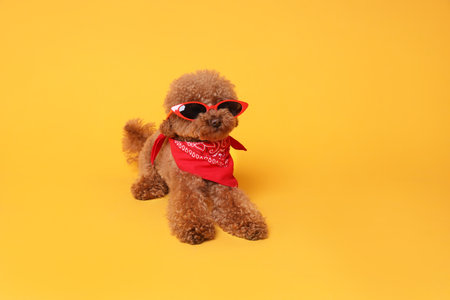 Cute Maltipoo dog with bandana and sunglasses on orange backgroundの写真素材