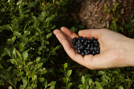 Woman holding bilberries outdoors, closeup. Seasonal berriesの写真素材