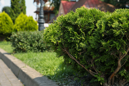 Beautiful thuja growing outdoors, space for text. Gardening and landscapingの写真素材