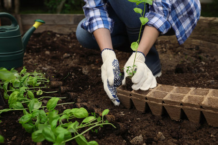 Woman transplanting seedling from container in soil outdoors, closeupの写真素材