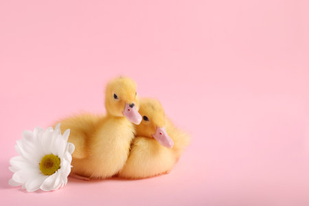 Baby animals. Cute fluffy ducklings sitting near flower on pink background, space for textの写真素材