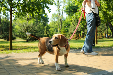Woman walking with adorable Beagle dog in park, closeupの写真素材