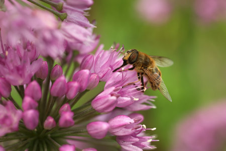 Honeybee collecting pollen from beautiful flower outdoors, closeup