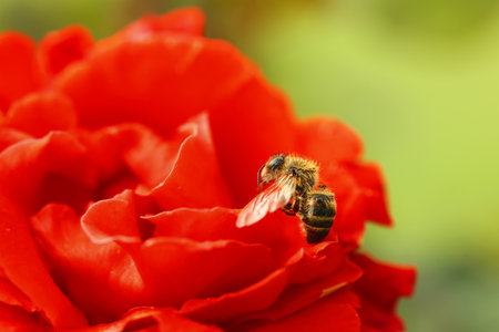 Honeybee collecting pollen from beautiful flower outdoors, closeupの写真素材
