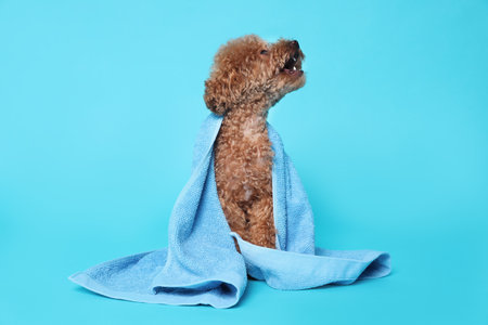 Cute Maltipoo dog wrapped in towel on light blue backgroundの写真素材