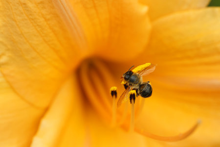 Honeybee collecting pollen from beautiful flower, closeupの写真素材